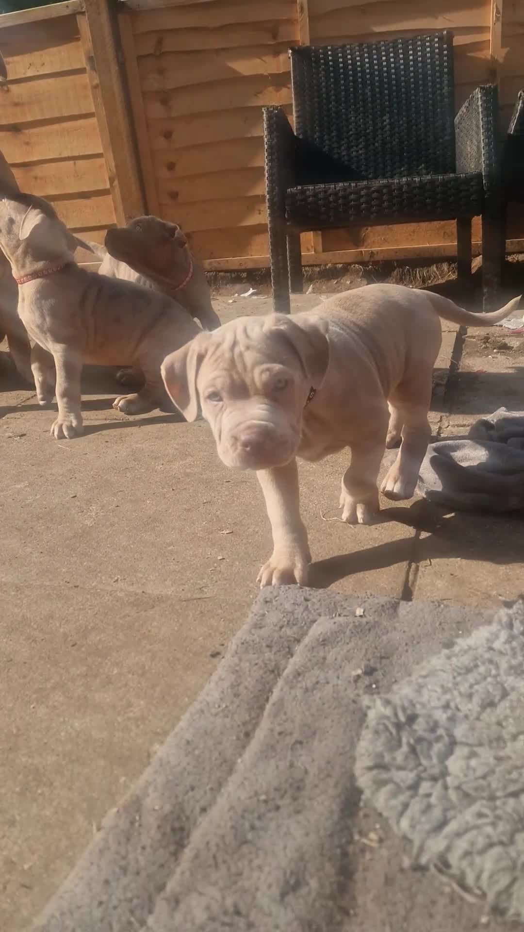 Mastiff dogs for sale: Stunning mastiff puppies - Video 1