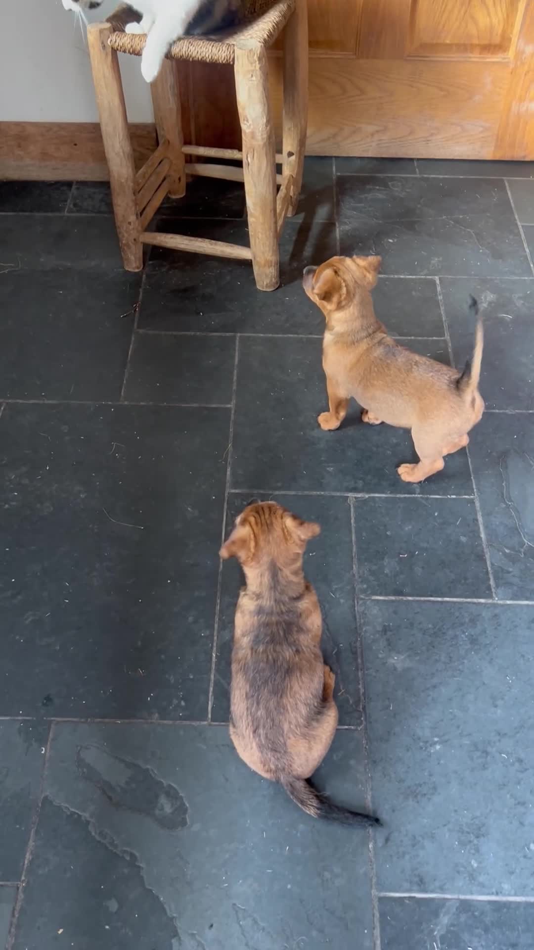 Lakeland Terrier dogs for sale: Lakeland puppies for sale - Video 2