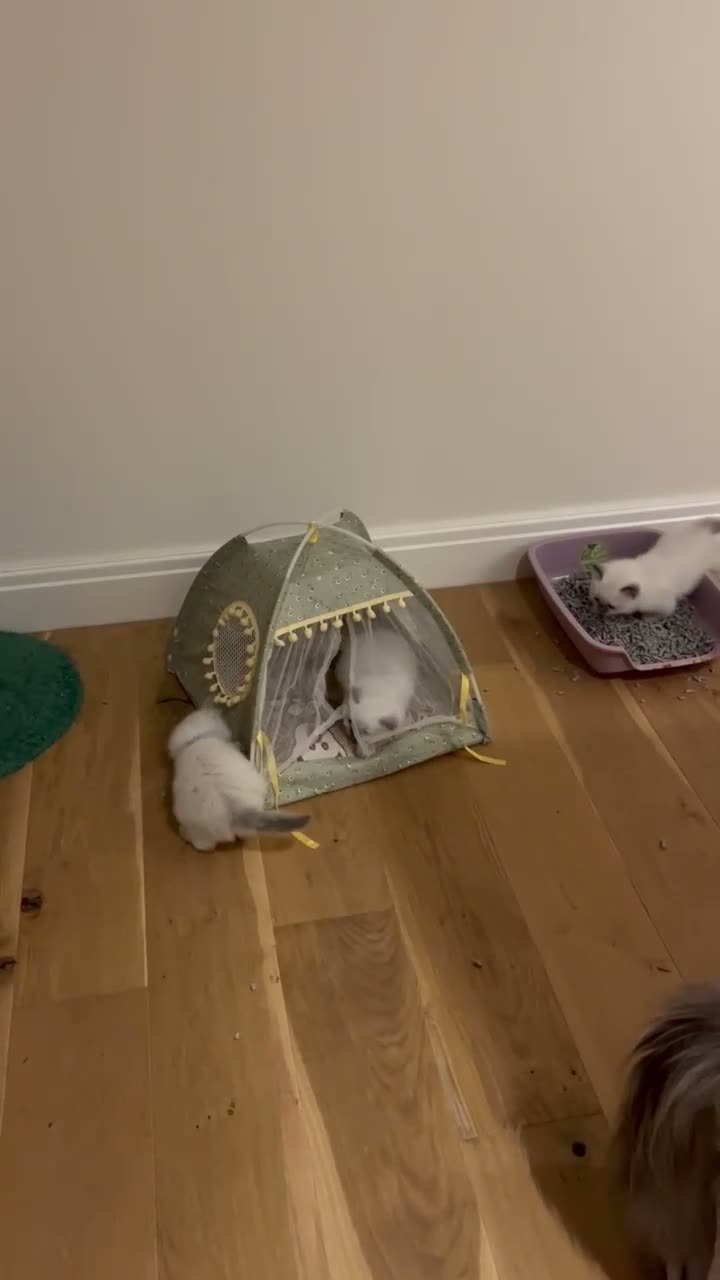 Birman cats for sale: Beautiful Blue Point Birman-Ragdoll Kittens in Leicester - Video 1