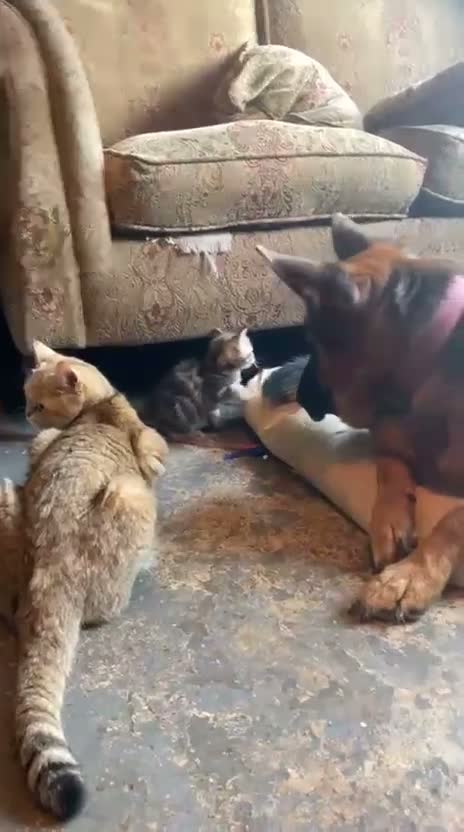 British Shorthair cats for sale: Golden Tabby British shorthair - Video 2