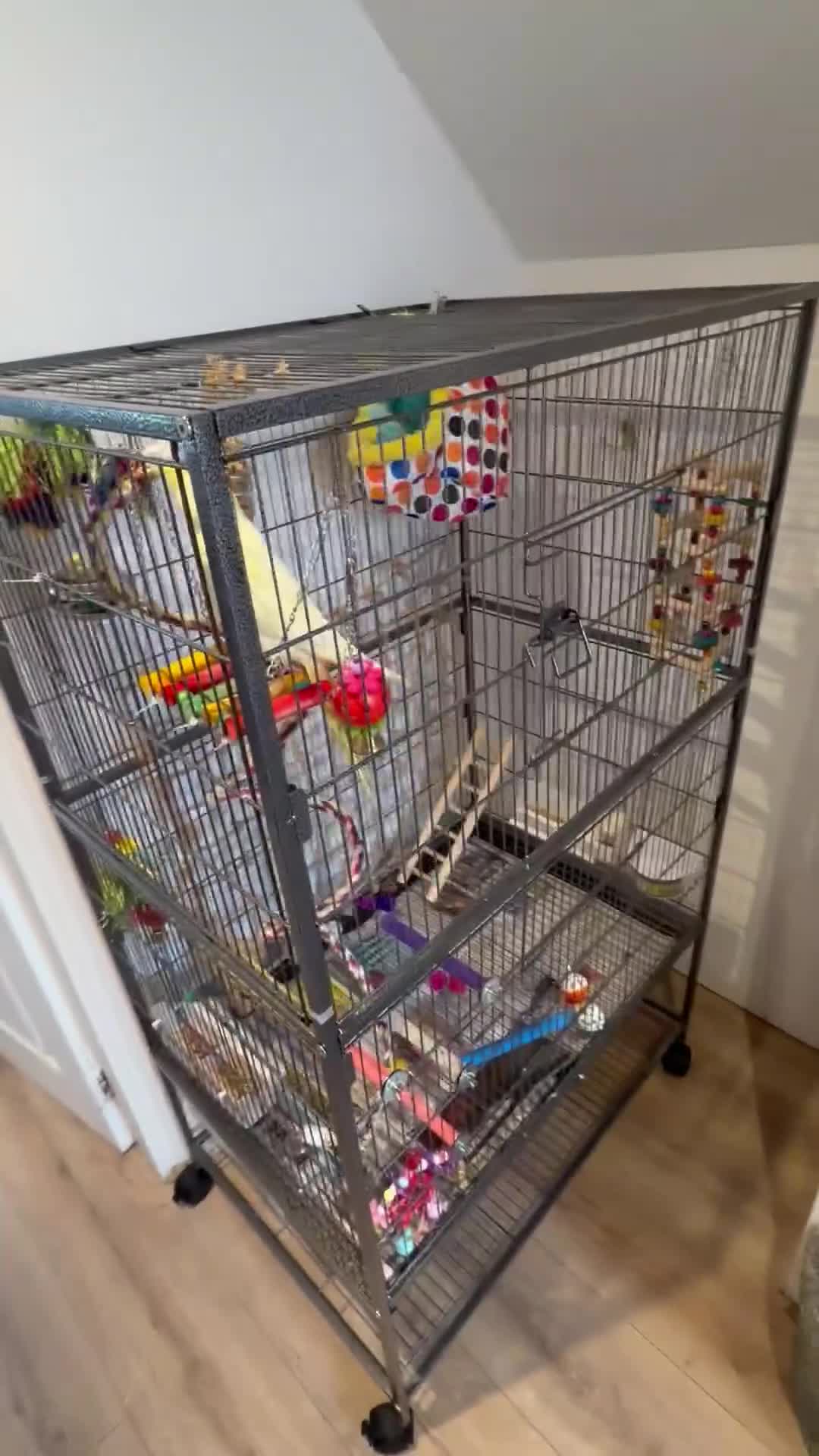 Cockatiels birds for sale: Hand-Reared Cockatiel with Full Setup – CR0 7UX - Video 5