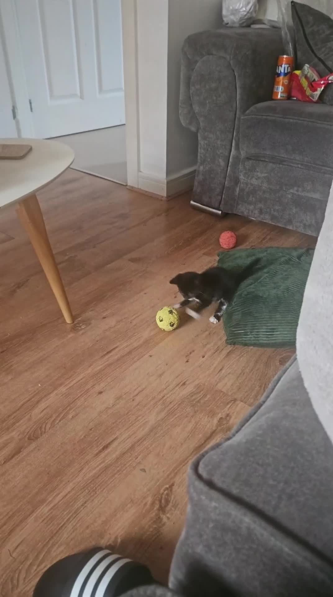 Mixed Breed cats for sale: Mixed breed kitten - Video 1