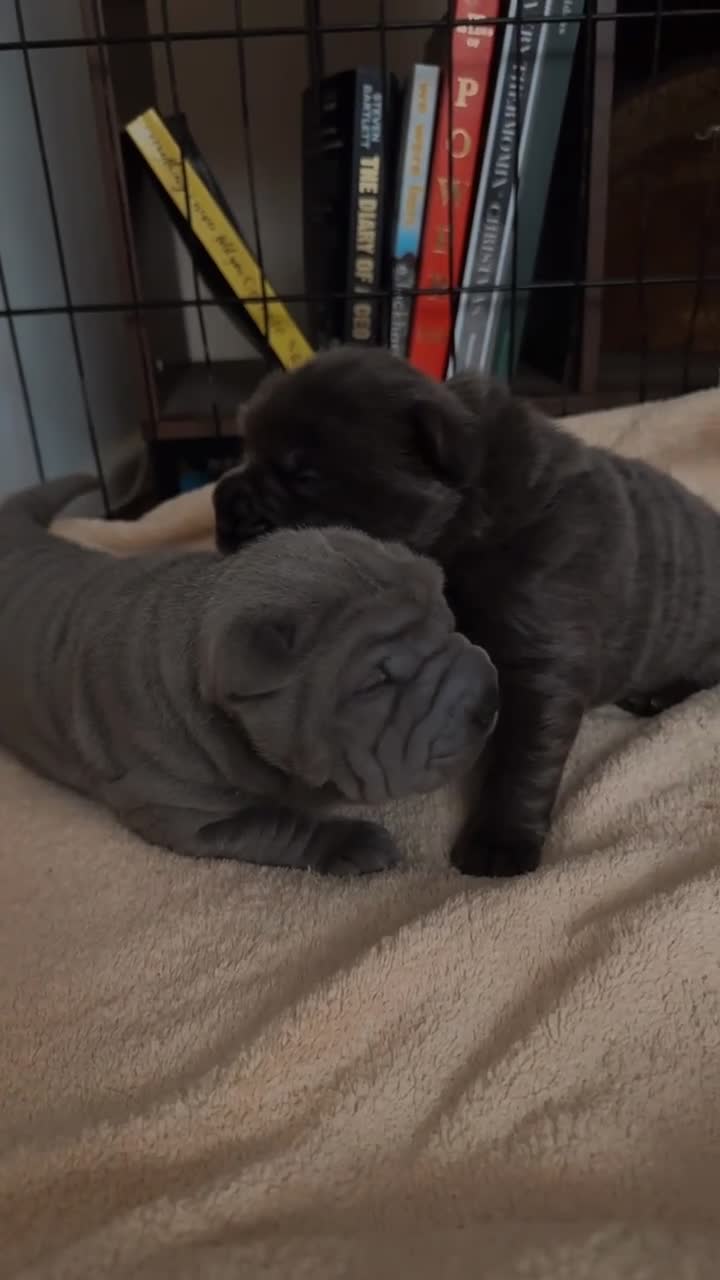 Shar Pei dogs for sale: Two beautiful Blue Shar Pei puppies (Male) - Video 3