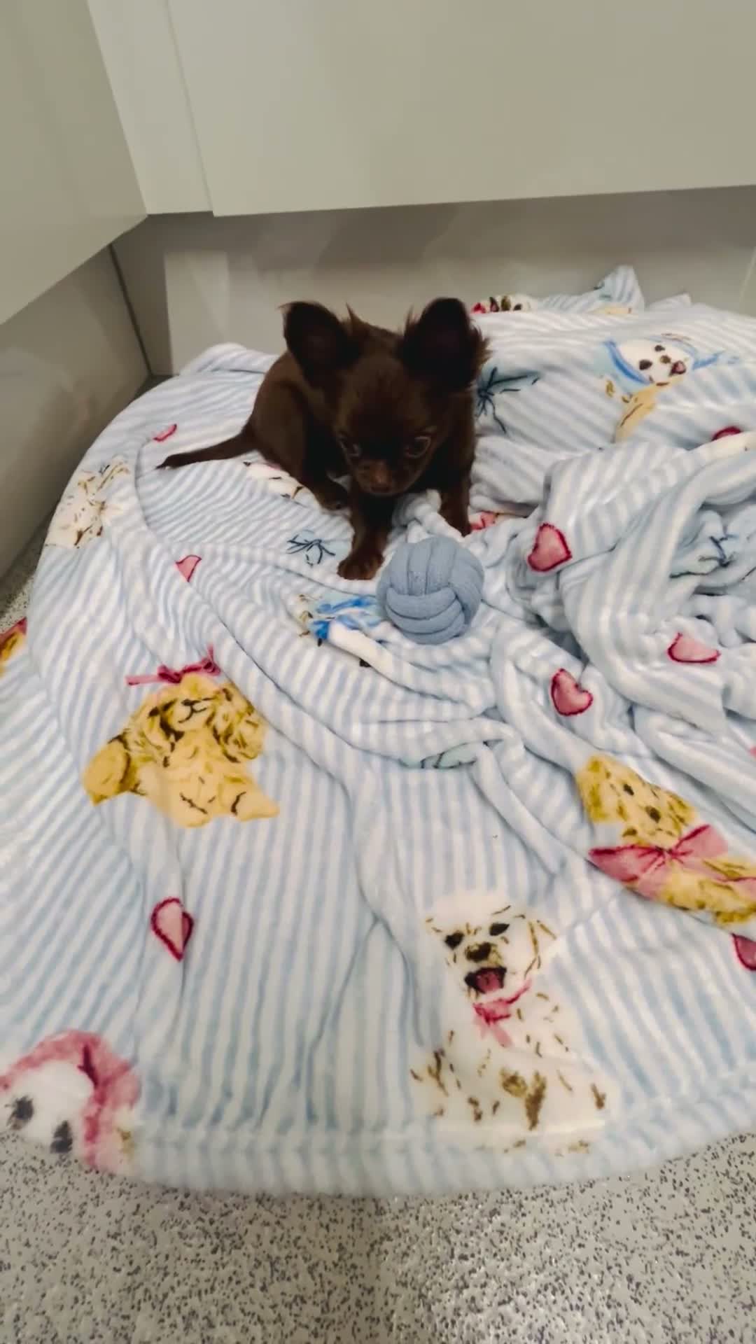 Chihuahua dogs for sale: Long-Haired Precious Tiny Chelsea Chihuahuas  - Video 1