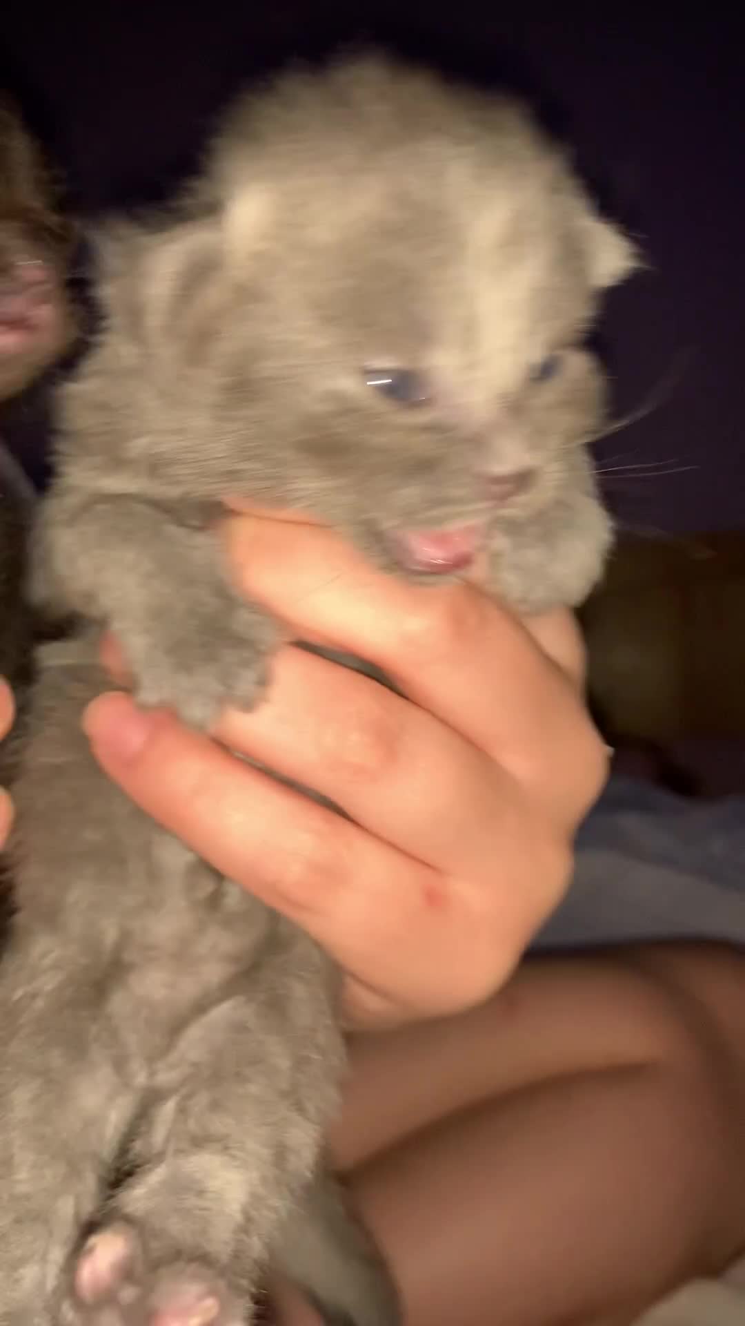 Mixed Breed cats for sale: Ragdoll x kittens  - Video 1