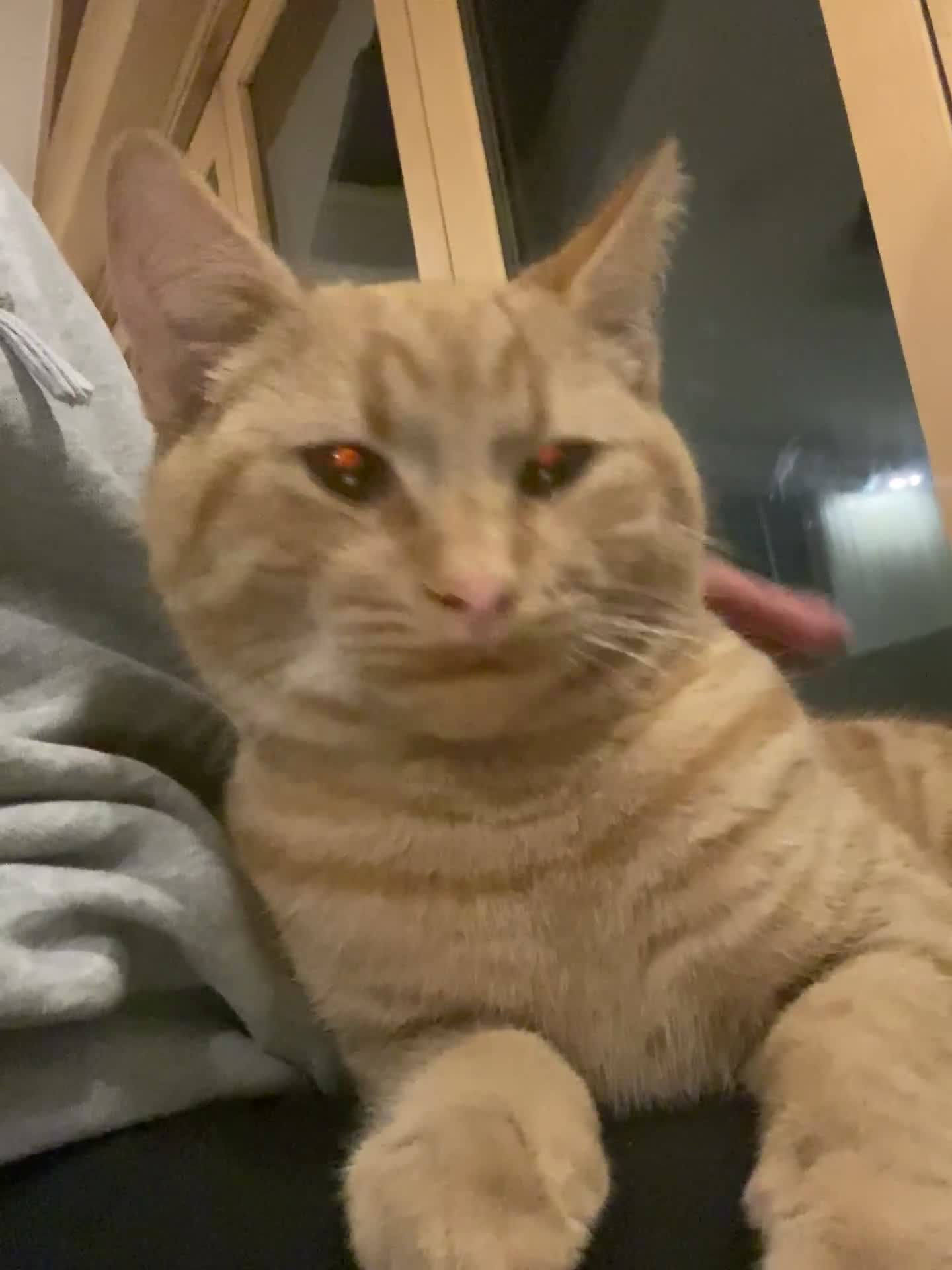 Domestic Shorthair cats for sale: Garfield - Video 1