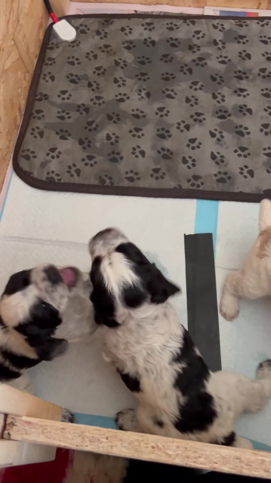 Cocker Spaniel dogs for sale:  KC Registered Working Cocker Spaniel Puppies in Droitwich - Video 1