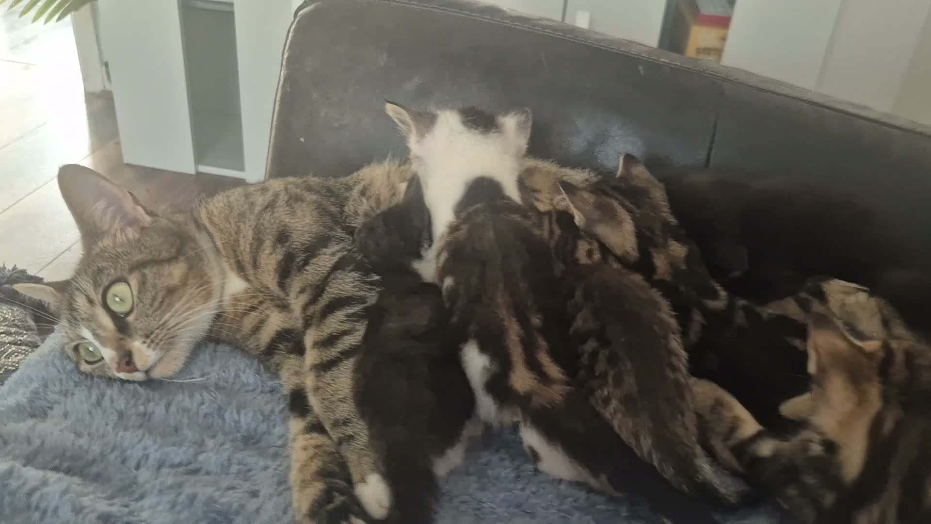Mixed Breed cats for sale: Bengal Cross Kittens Ready for a Loving Home in Doncaster - Video 4