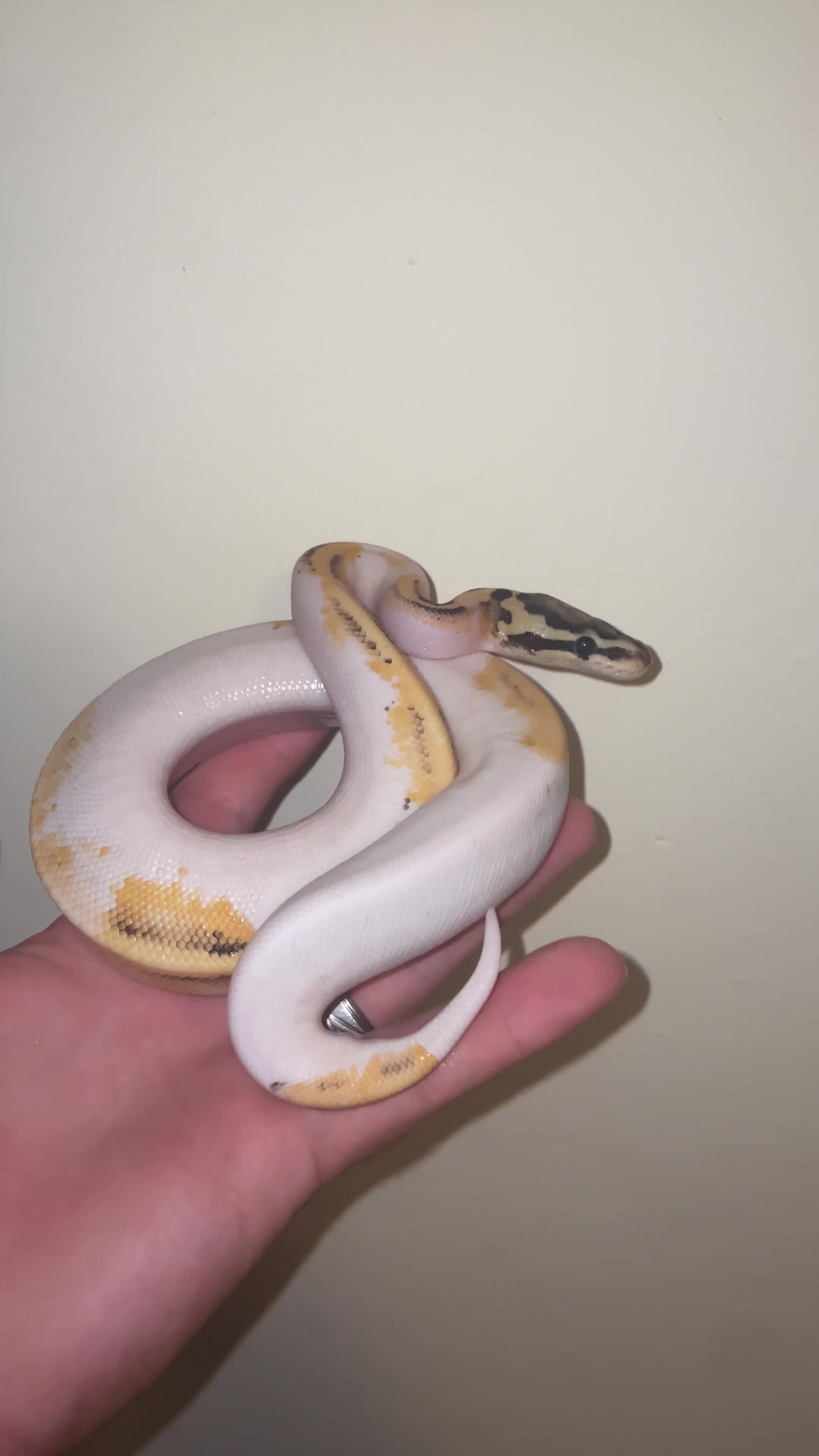 Snake reptiles for sale: Pied ball python  - Video 1
