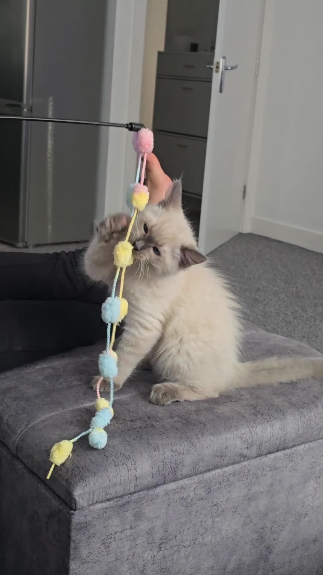 Ragdoll cats for sale: Ragdoll Kitten - Video 2
