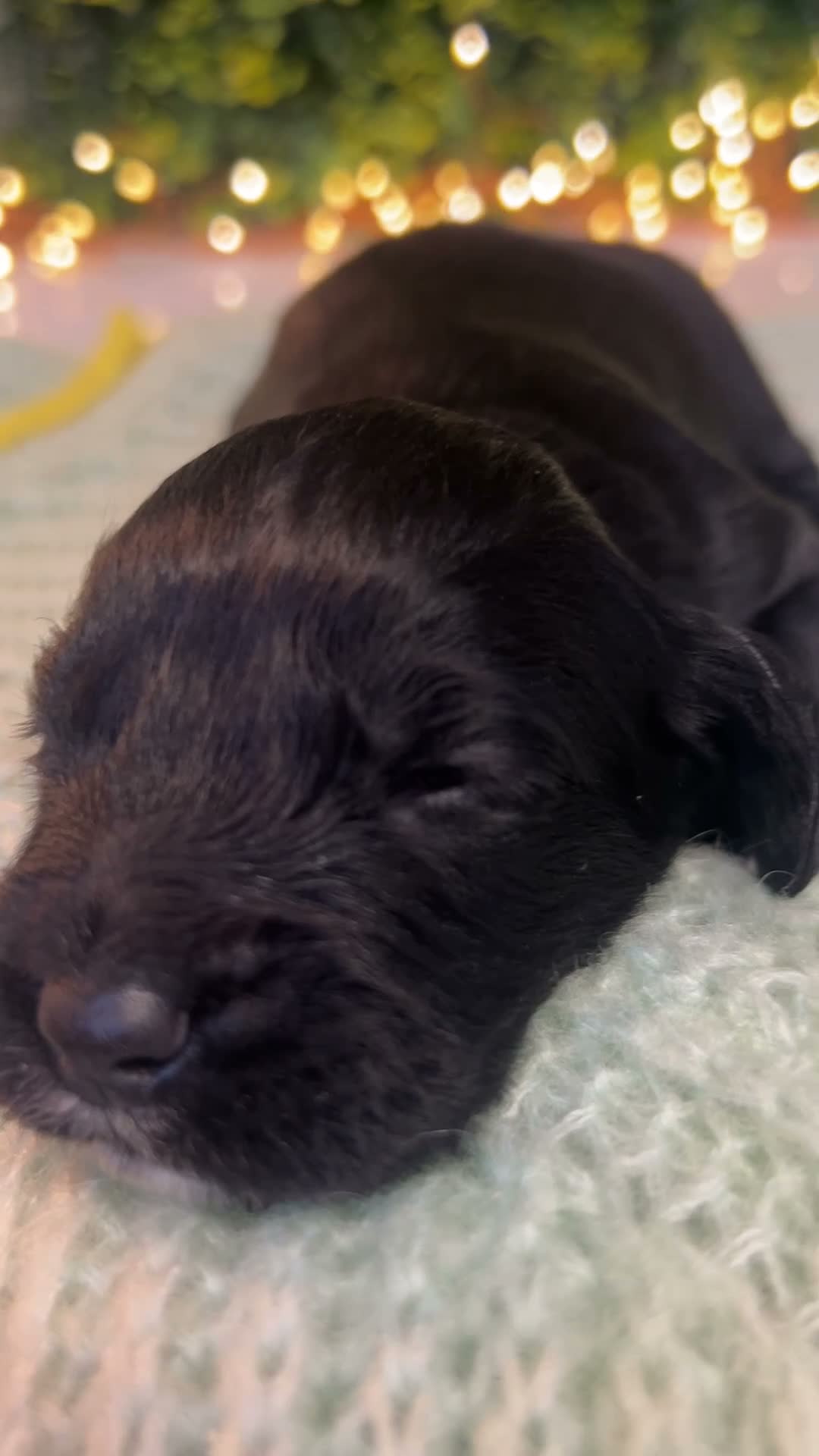 Sprocker dogs for sale: Ready NOW F1b Sprockers Health TESTED - 5* Breeder - Video 1