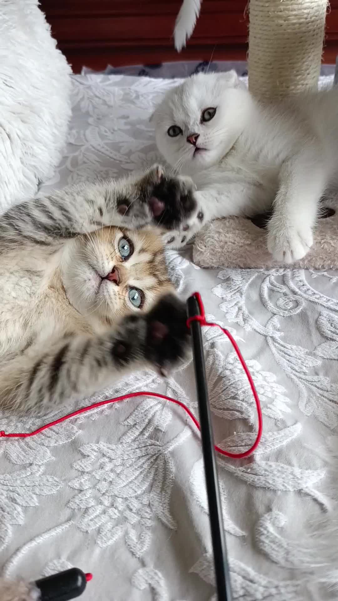 British Shorthair cats for sale: Scottish Fold and Straight kittens  - Video 1