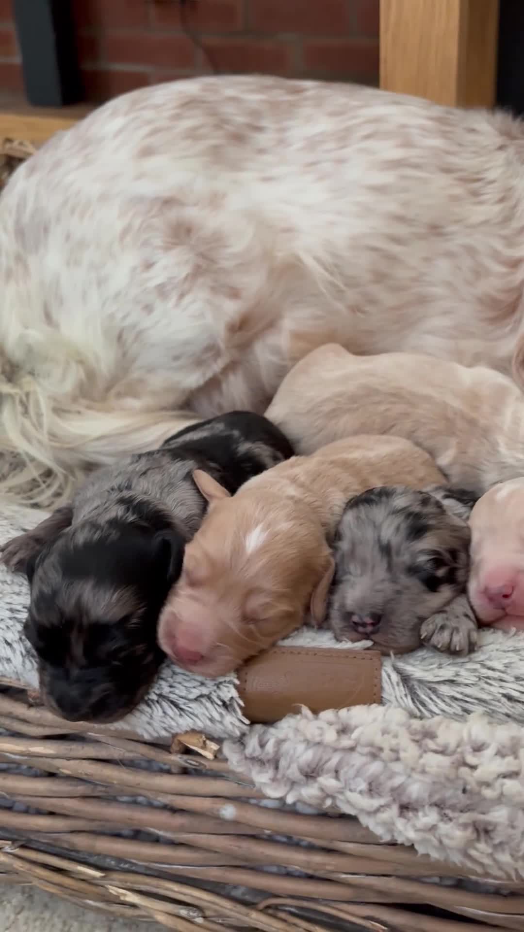 Cockapoo dogs for sale: Newborn F1 show miniature Cockapoo puppies - Video 1