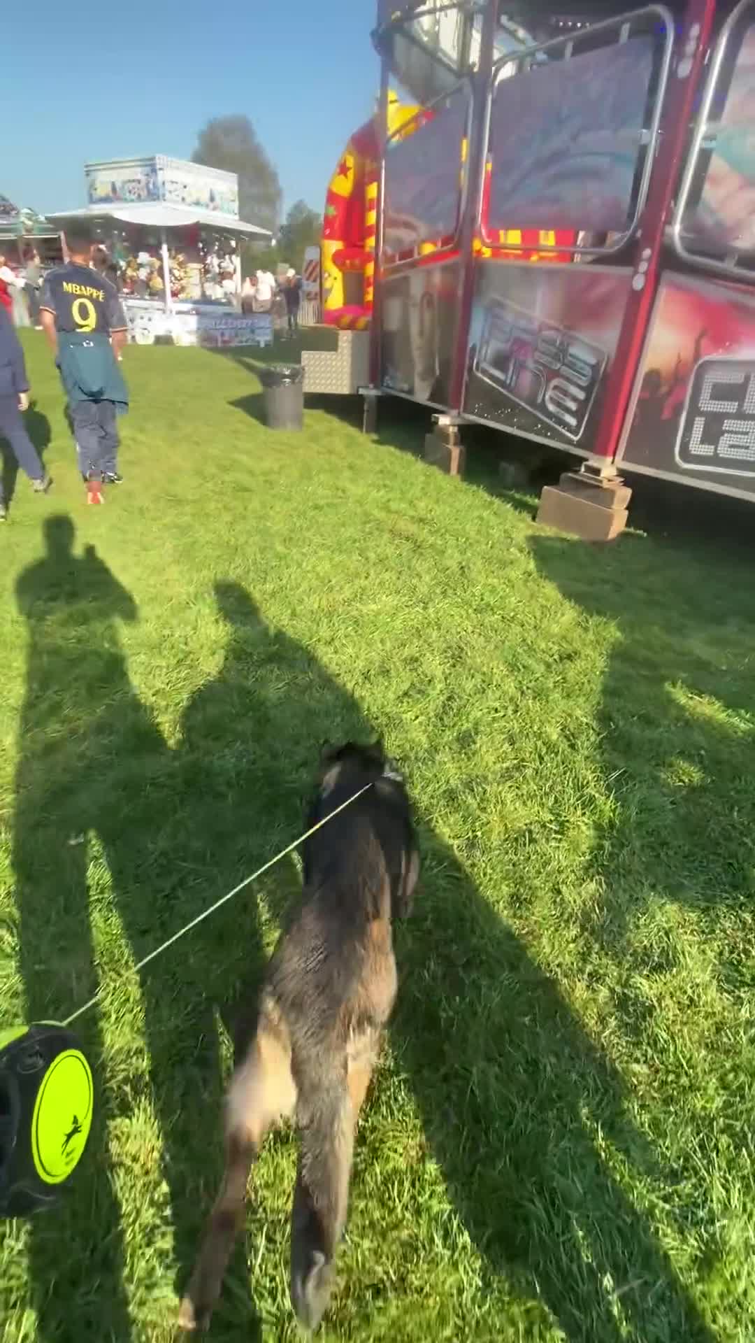 German Shepherd dogs for sale: Male working line GSD  - Video 4