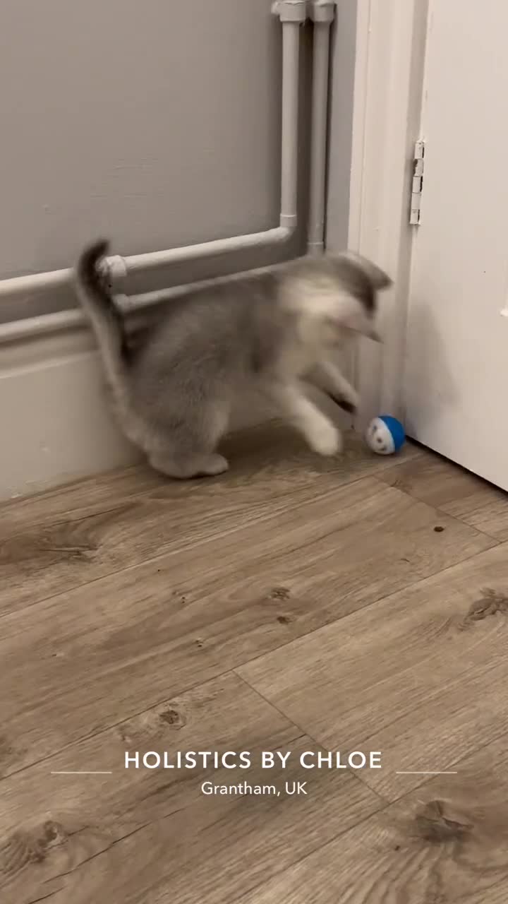 British Shorthair cats for sale: Playful and affectionate BSH Kitten - Video 1