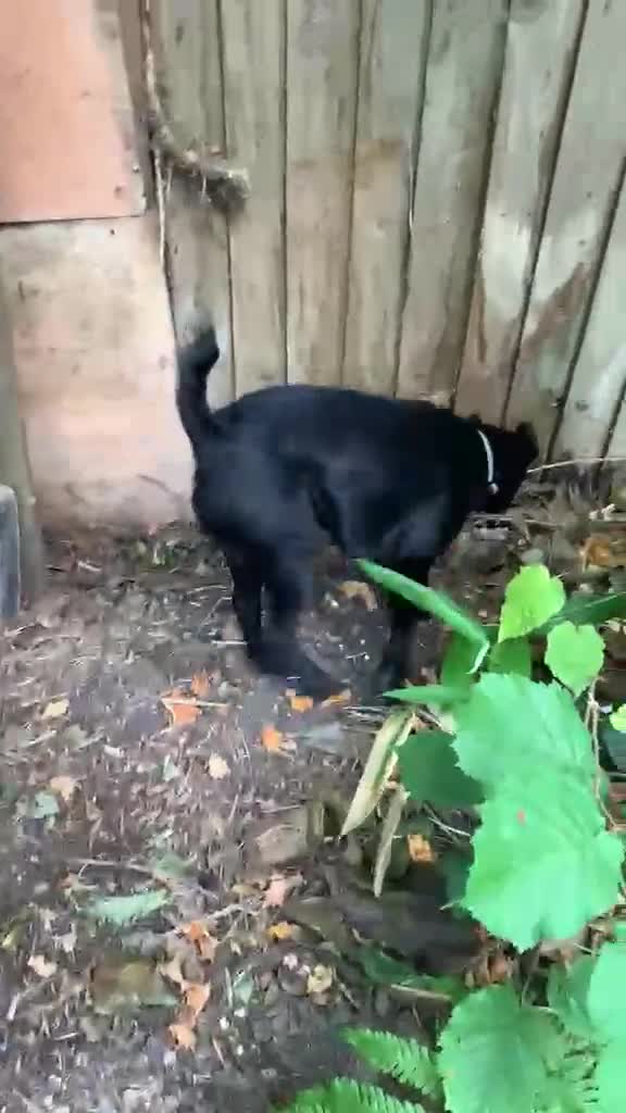 Mixed Breed dogs for adoption: 💙🐶 JAKE -LOVING 2 yo PATTERDALE CROSS BOY in Telford - Video 4