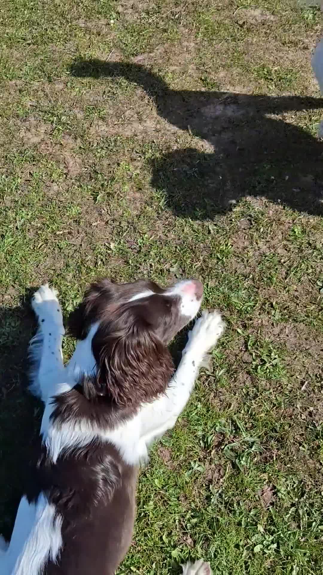 English Springer Spaniel dogs for sale: Meet Cooper an adorable and loveable puppy.   in Peterlee - Video 1