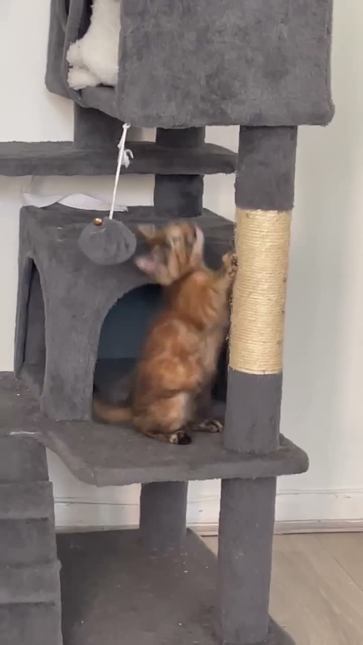 Mixed Breed cats for sale: 3 kittens ready and waiting for there new hime  - Video 1