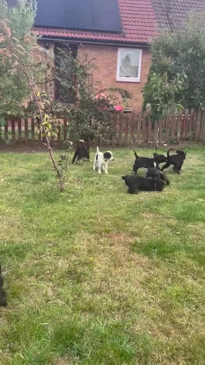 Mixed Breed dogs for sale: 🤍🖤Black roan cocker collies🖤🤍 - Video 4