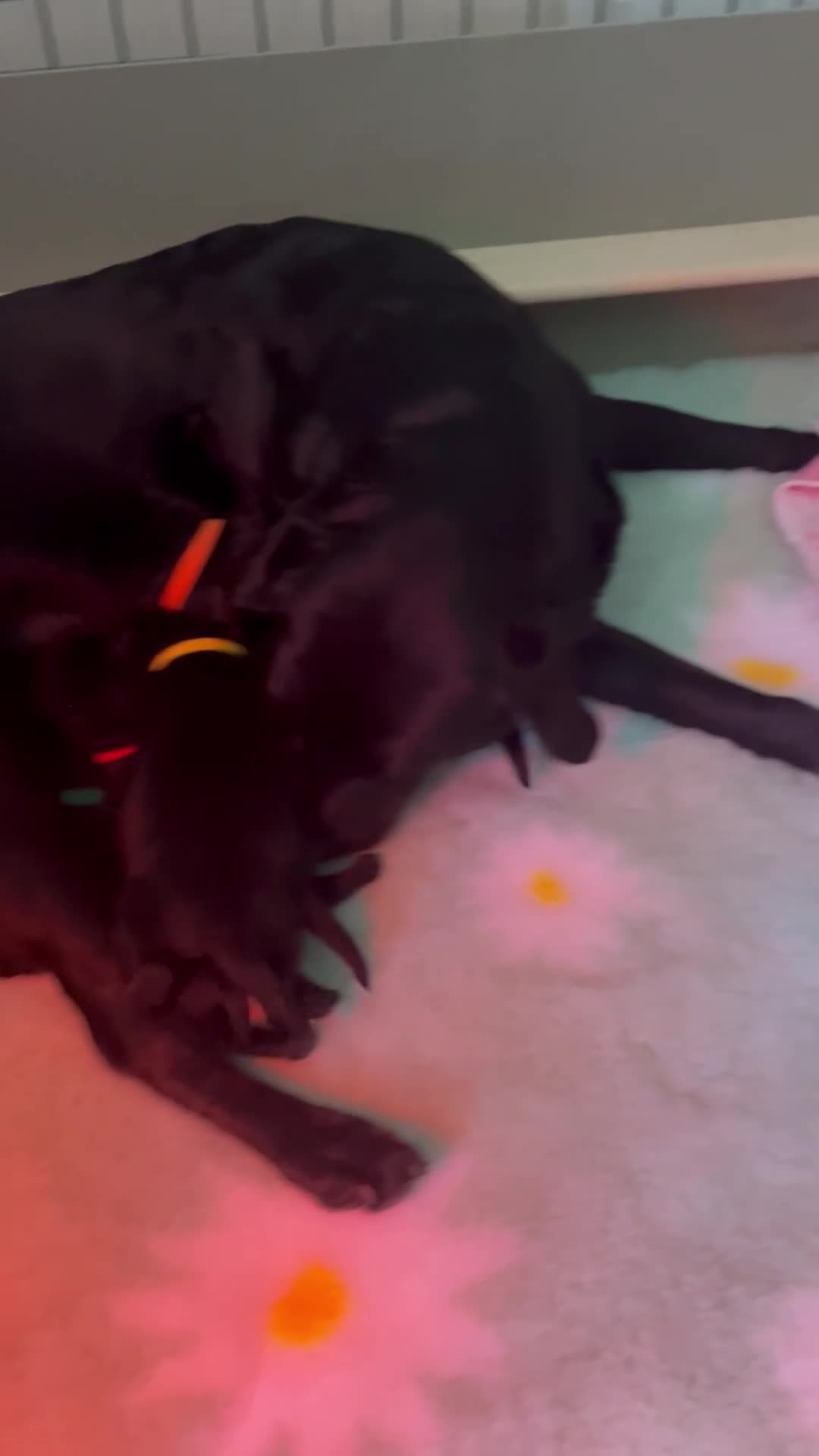 Labrador Retriever dogs for sale: 🧡LAST ORANGE COLLAR BOY LEFT🧡 - Video 3