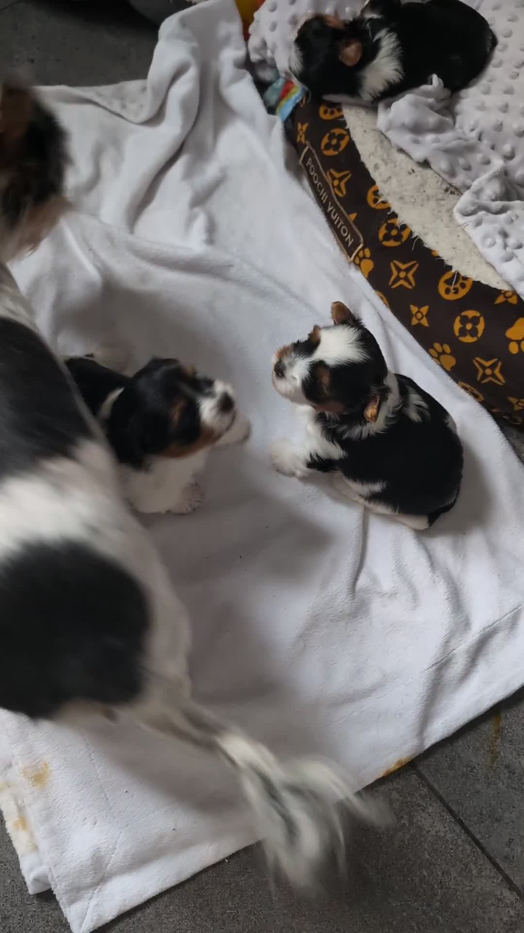 Biewer Terrier dogs for sale: Biewer terrier puppies  - Video 1
