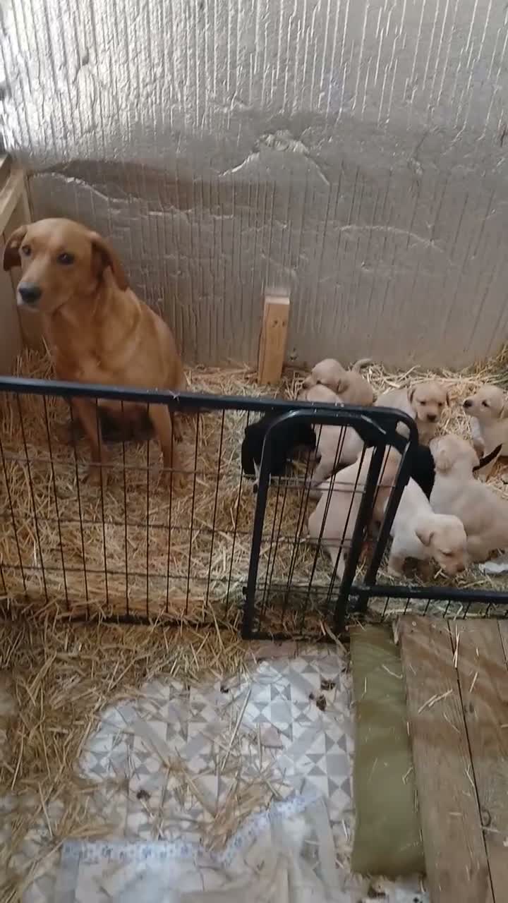 Labrador Retriever dogs for sale: KC Labrador pups - Video 1