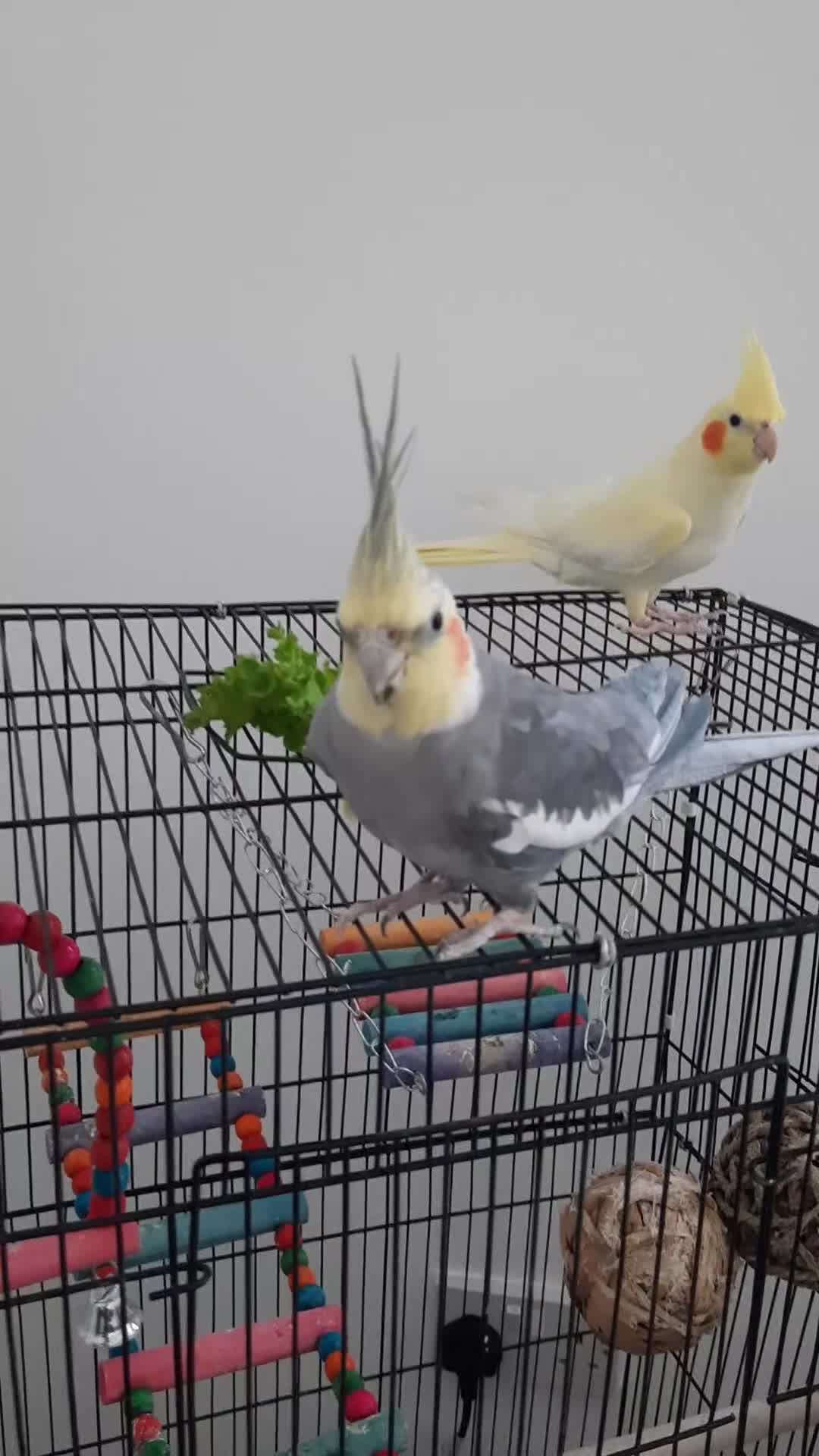 Cockatiels birds for sale:    Cocktails - Video 1