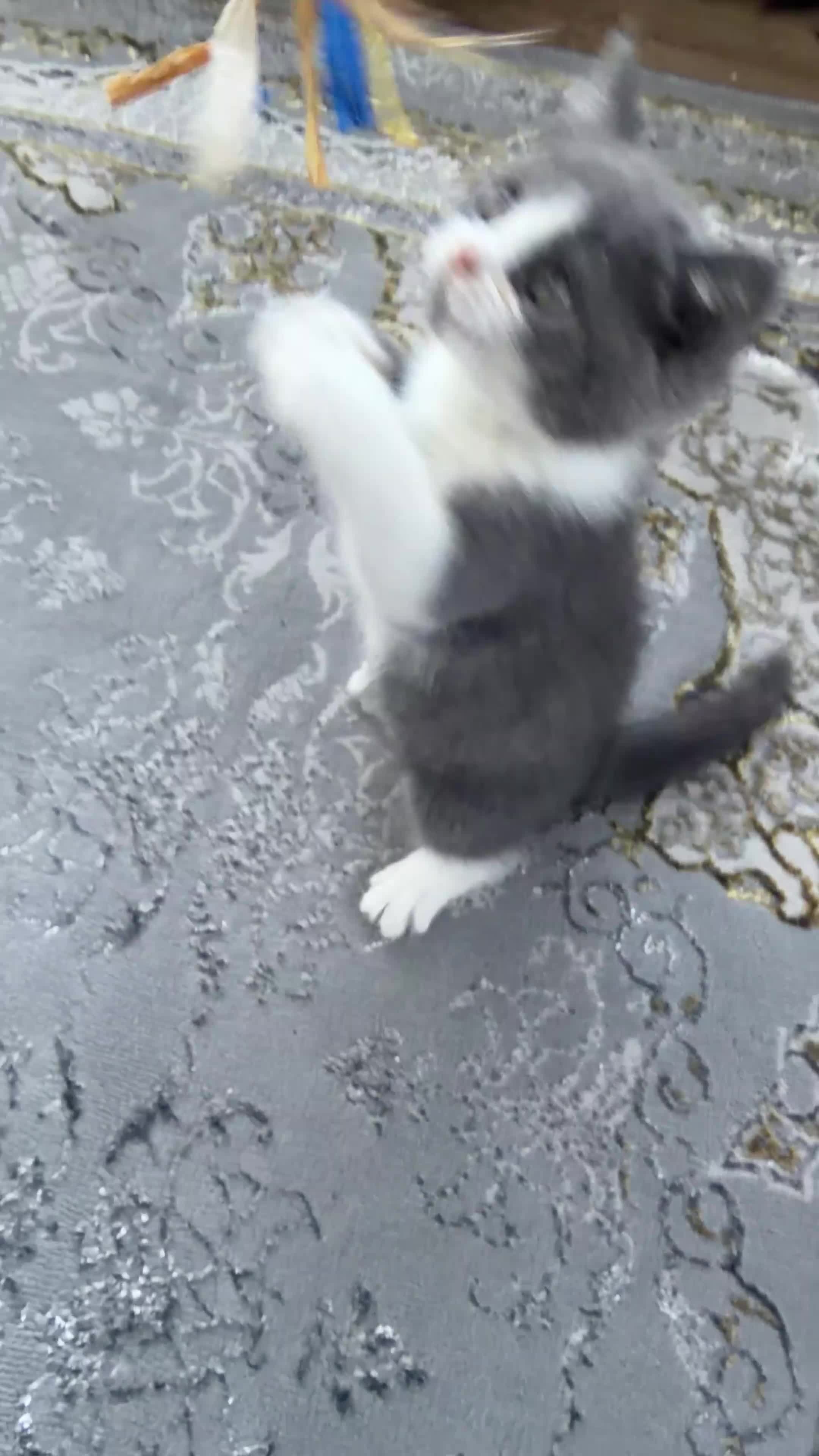 British Shorthair cats for sale: Last😘Ready for new family British  - Video 1