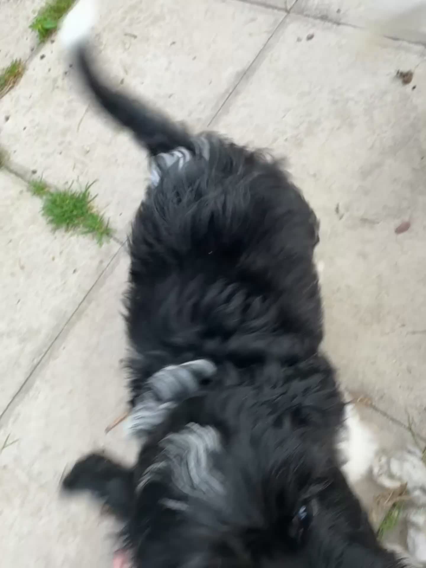 Shihpoo dogs for sale: 4 shihpoo males ready now in Telford - Video 2