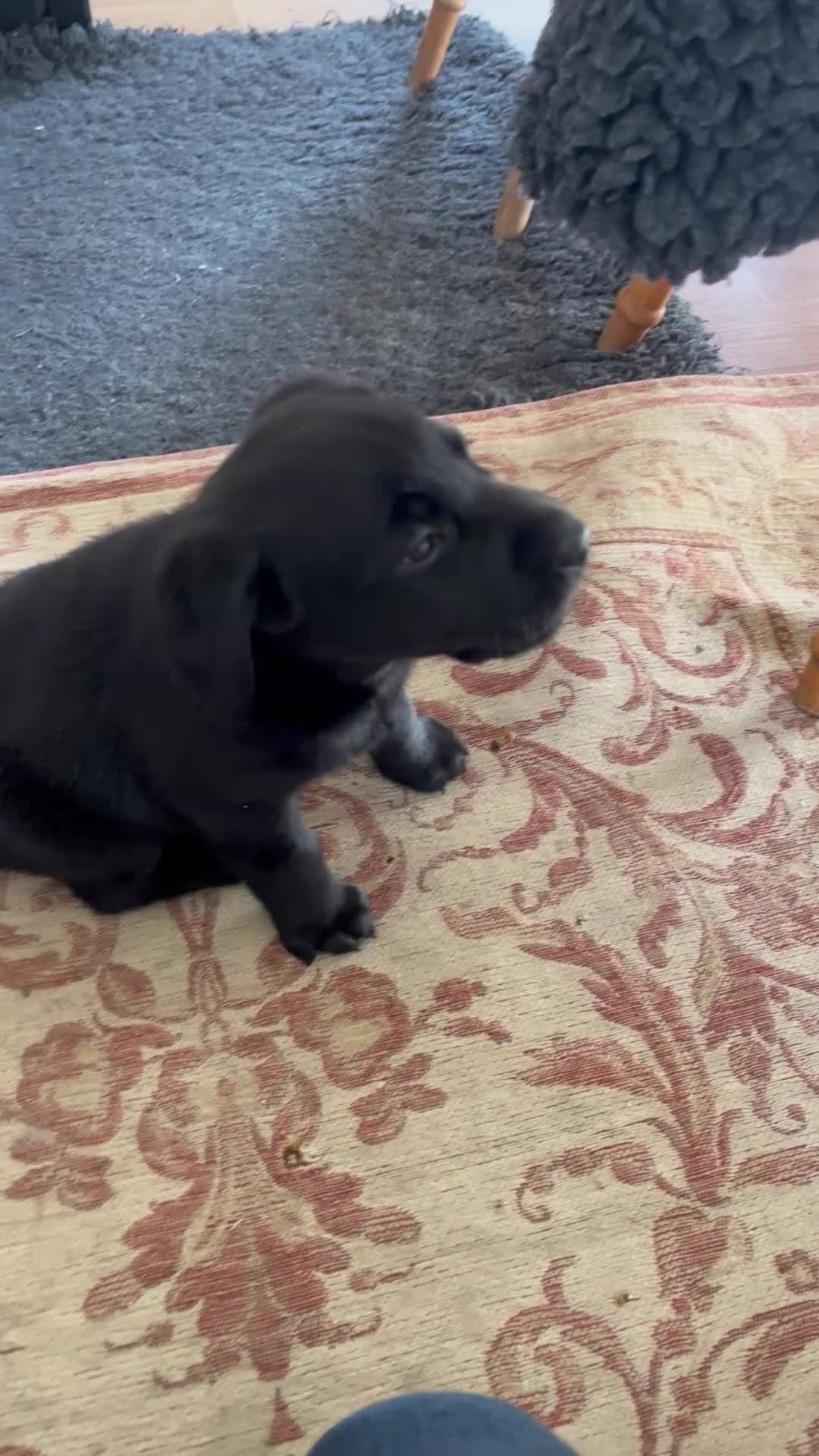 Labrador Retriever dogs for sale: Working Labrador puppies for sale - Video 1