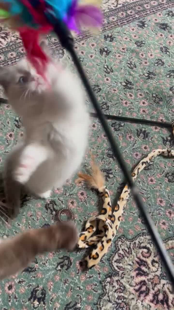 Ragdoll cats for sale: Beautiful baby girl ragdoll  - Video 1