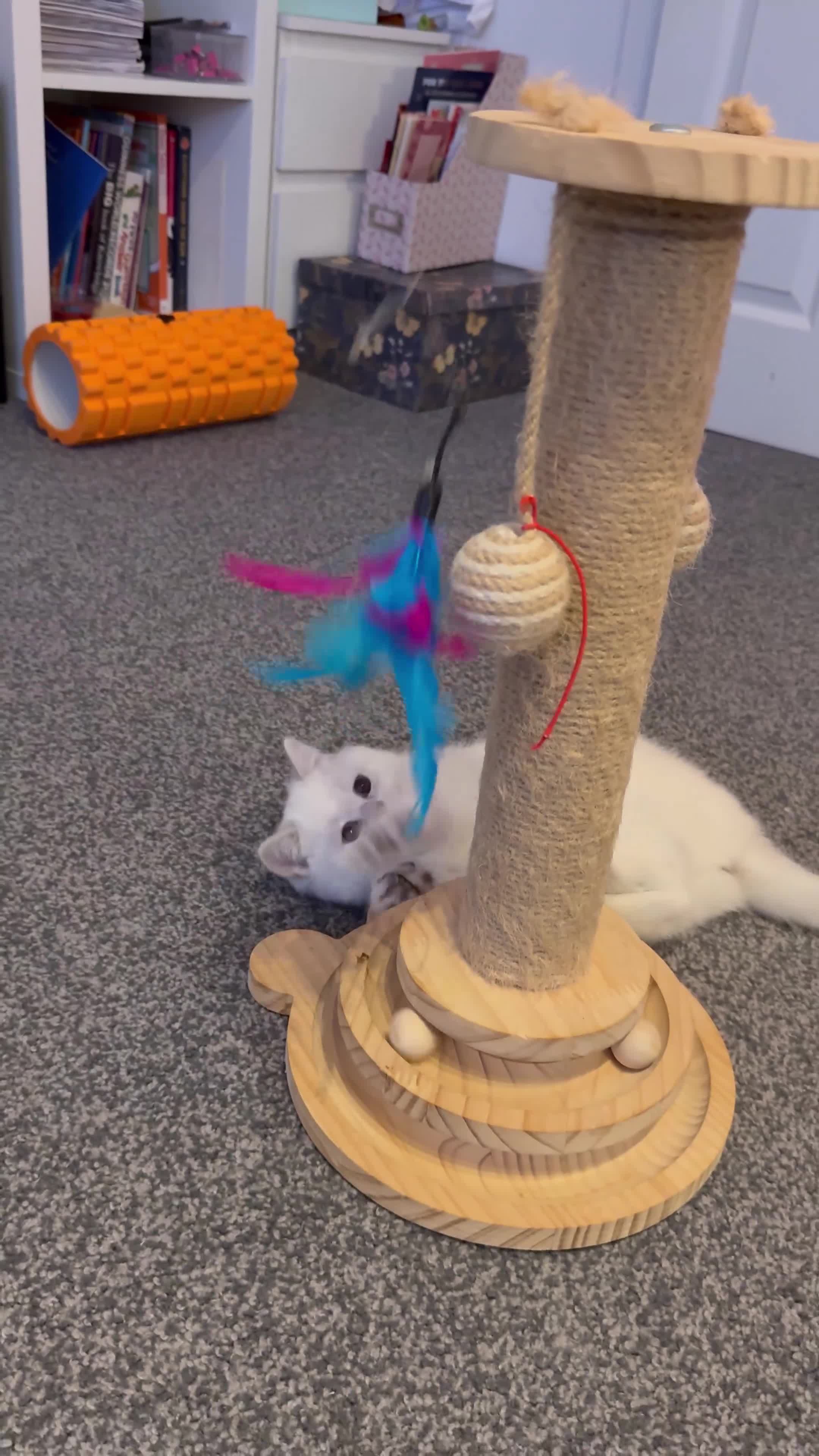 Scottish Fold cats for sale: 😻Last Two Stunning Scottish straight girls 😻 - Video 2