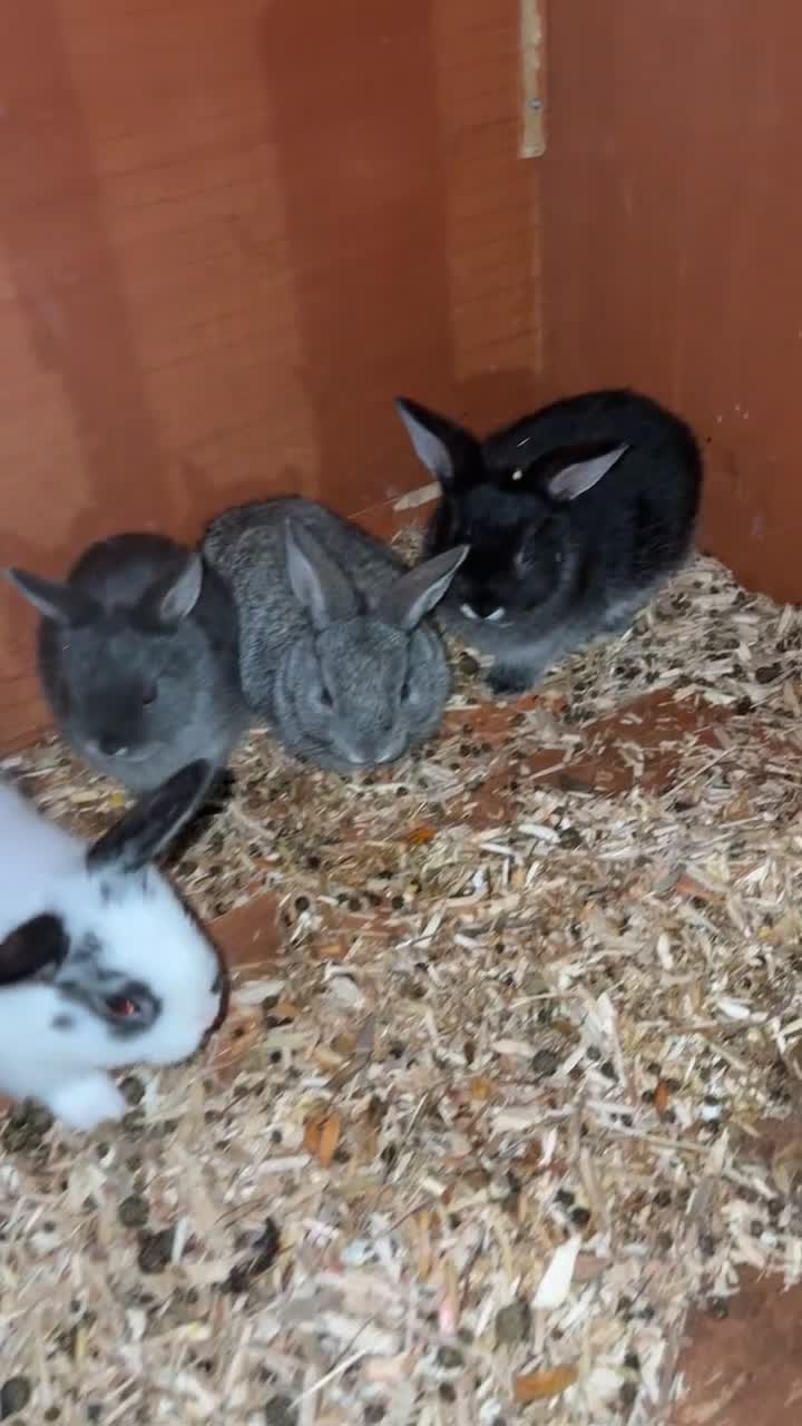English Lop rabbits for sale: Lop rabbits  - Video 1