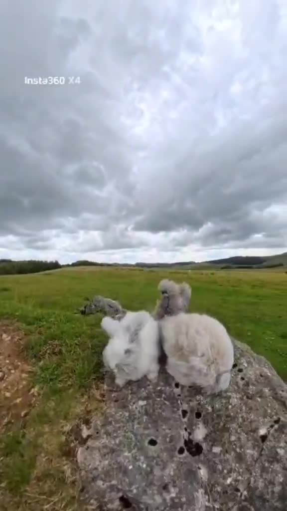 Angora rabbits for sale: Pure Breed Full Face Angora Kits - Video 1