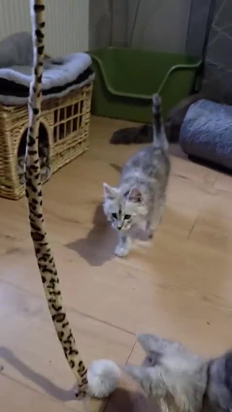 Maine Coon cats for sale: shaded Mainecoon - Video 2