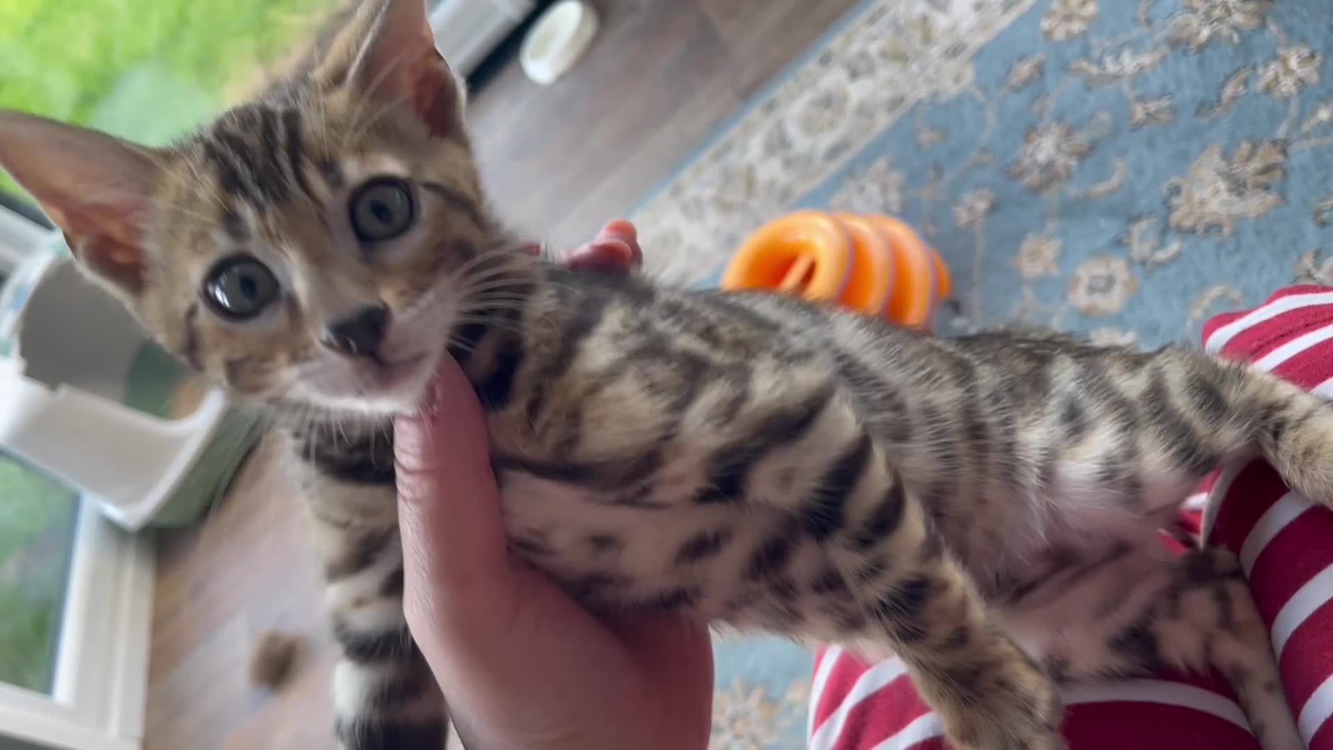 Bengal cats for sale: 🐾 Show quality GCCF Bengal Kittens for Sale 🐾 - Video 1