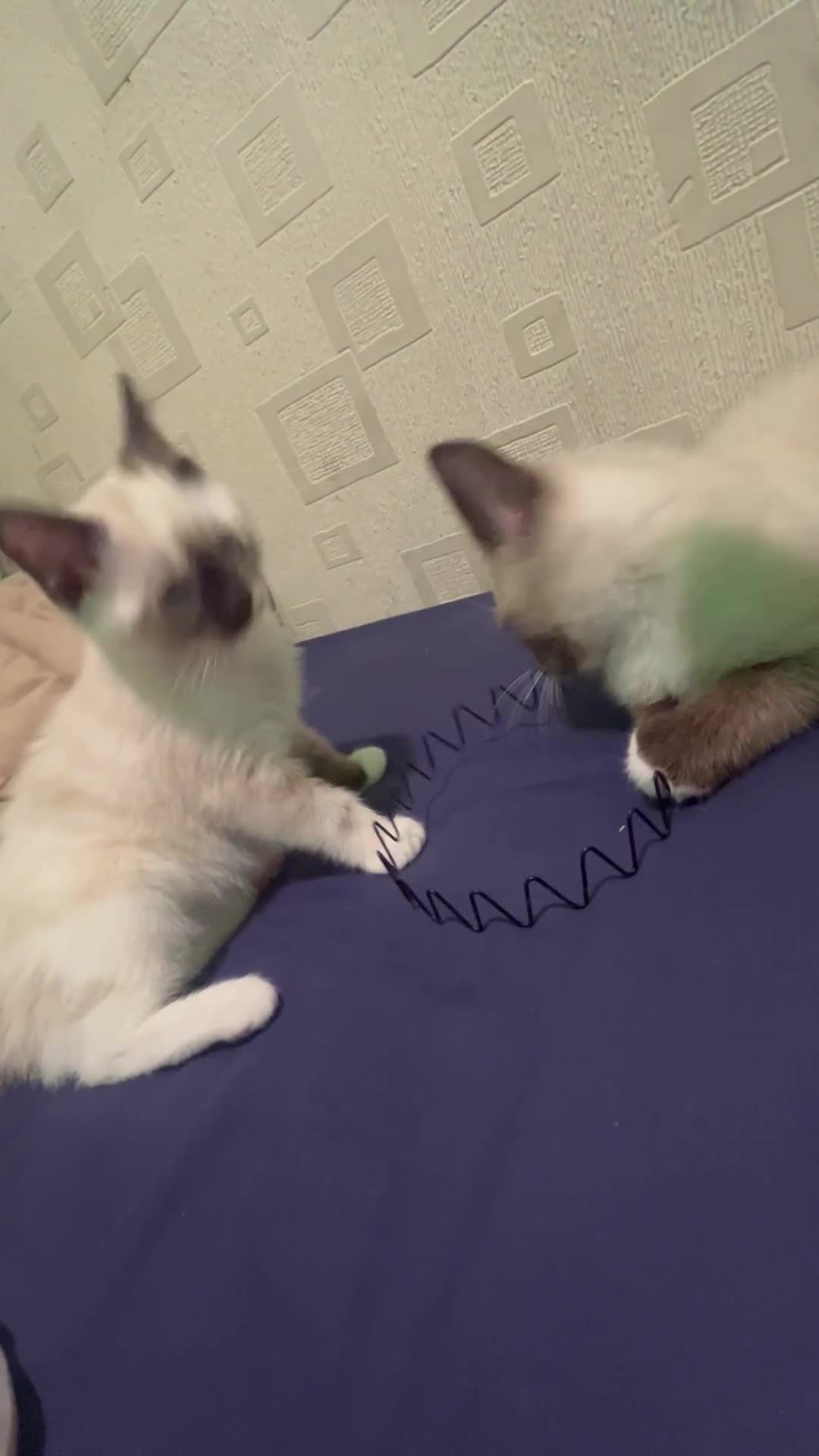 Ragdoll cats for sale: 2 ragdoll siblings for sale  - Video 1