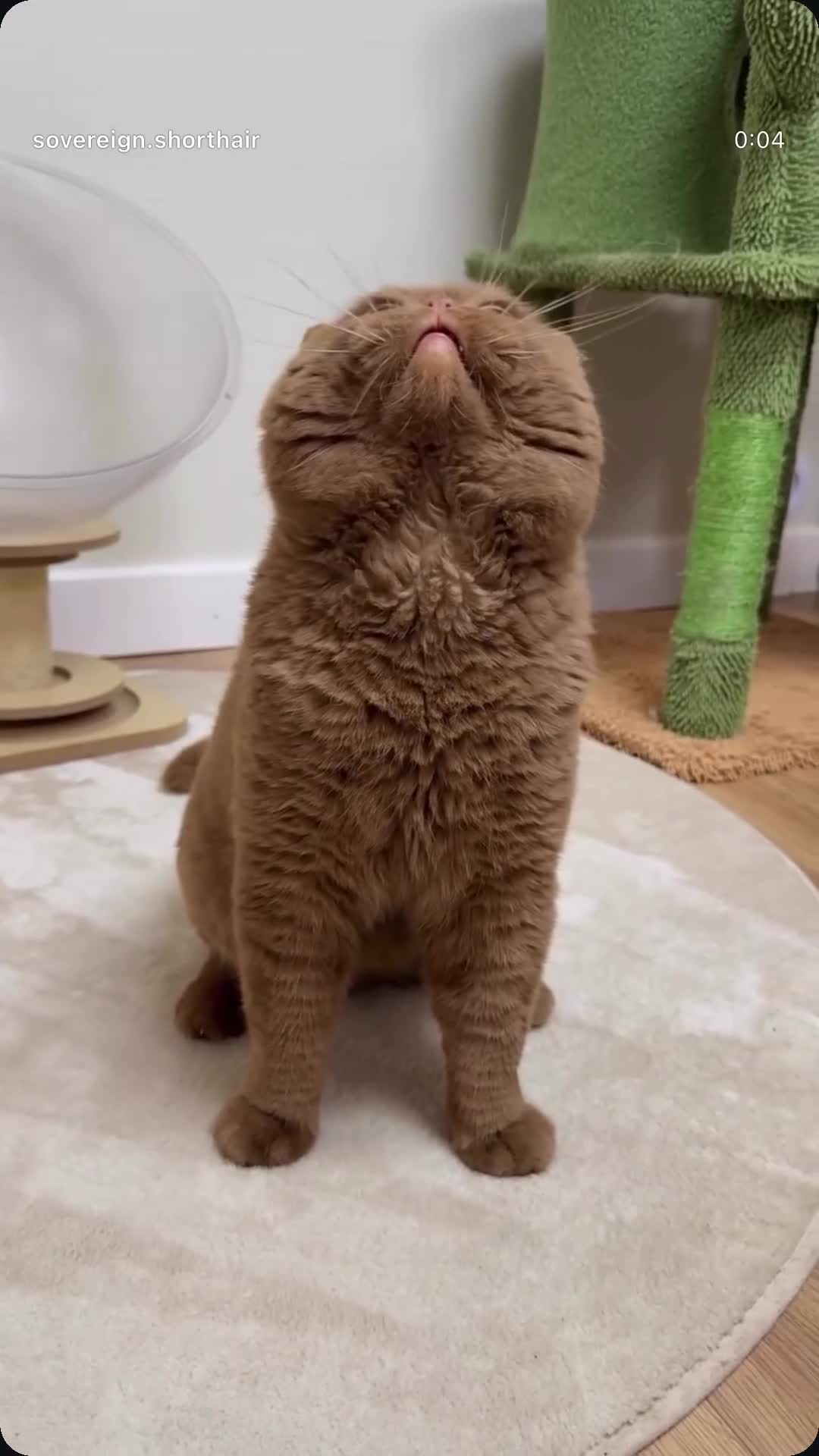 British Shorthair cats for sale: 7 British Shorthair Kittens TICA@- Import Lines - Video 2