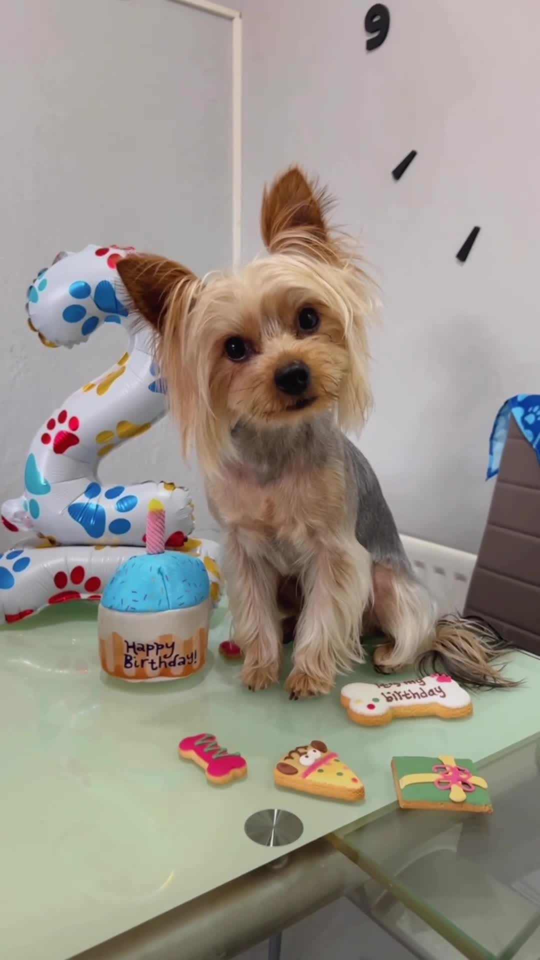 Yorkshire Terrier dogs for stud: For Stud  - Video 1