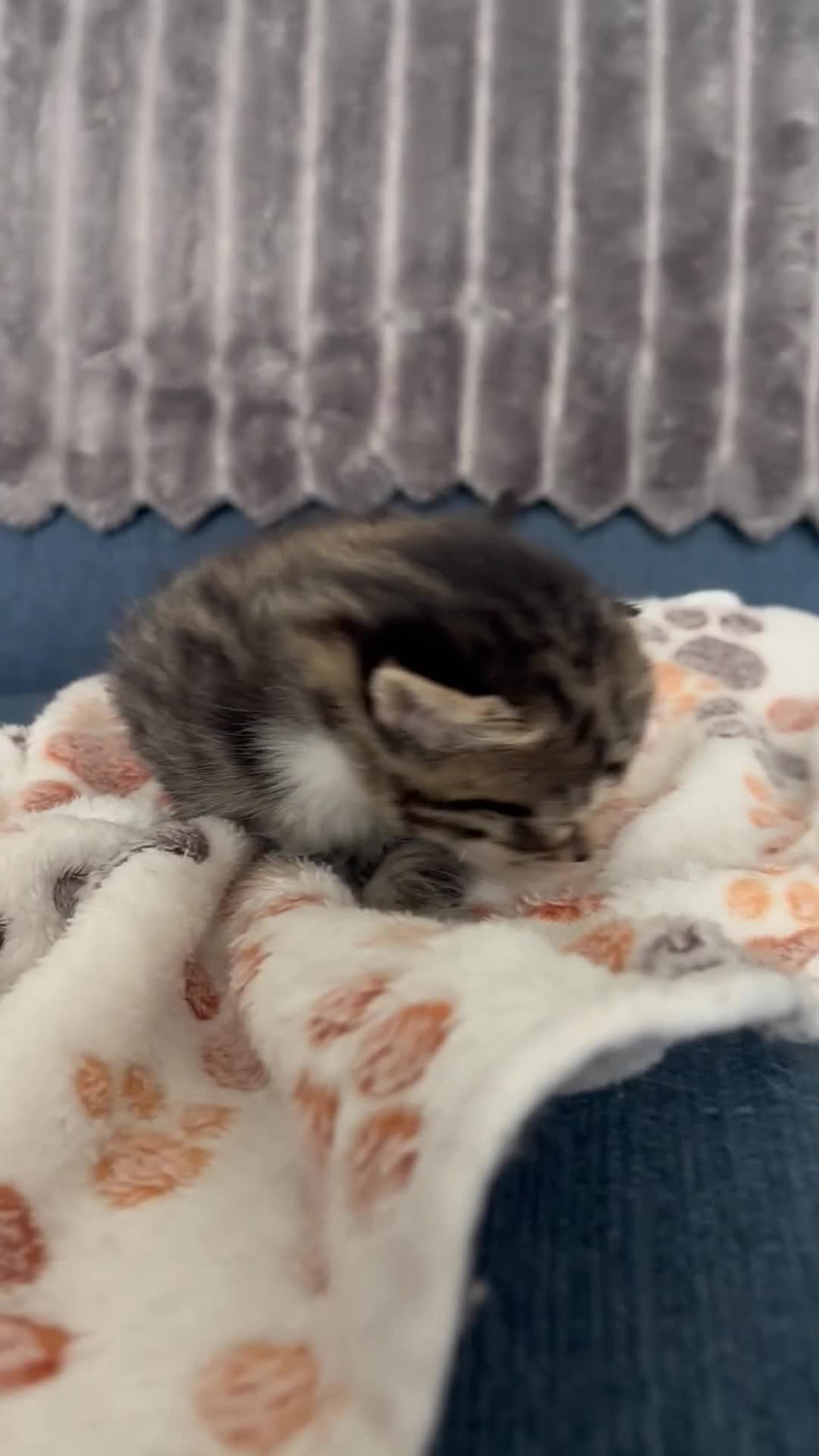 British Longhair cats for sale: Stunning 4 kittens in Kidderminster - Video 4