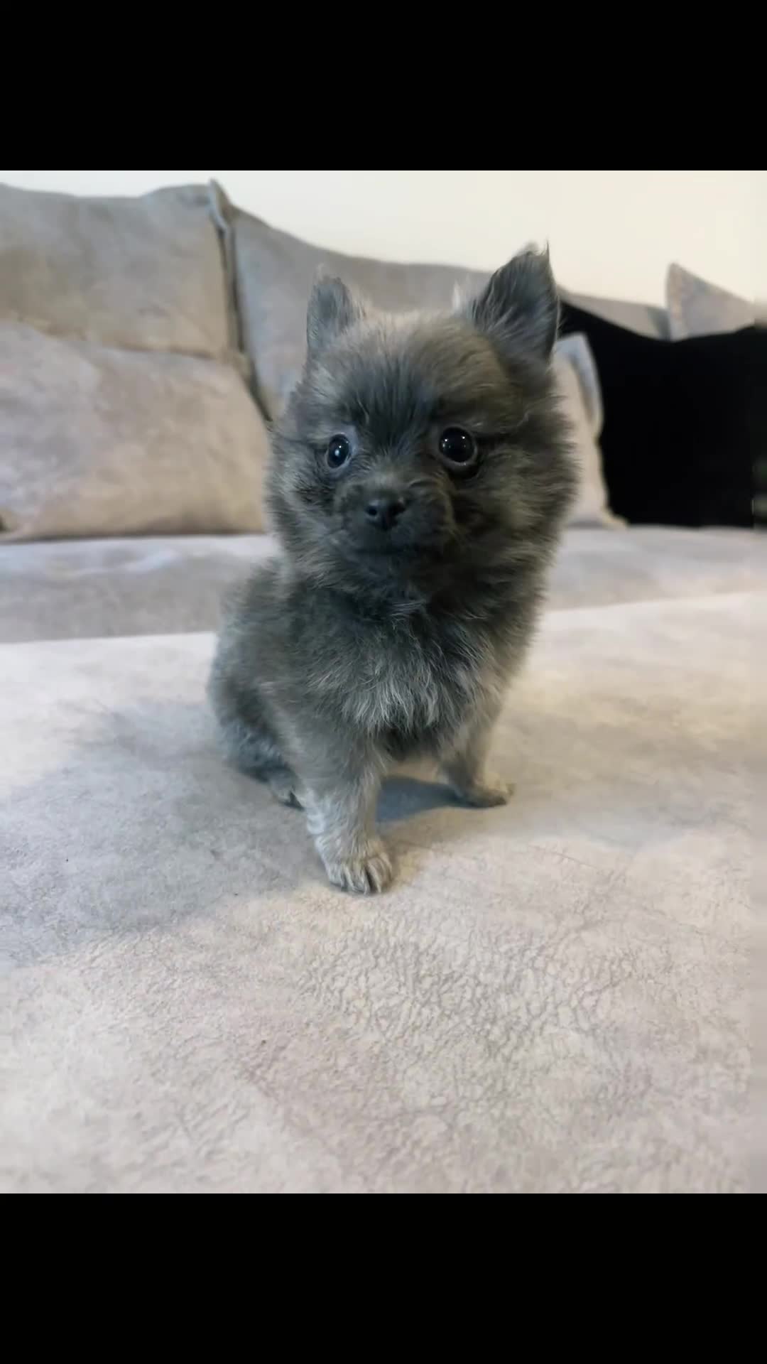 Pomeranian dogs for sale: Adorable Pomeranian Puppies - Video 1