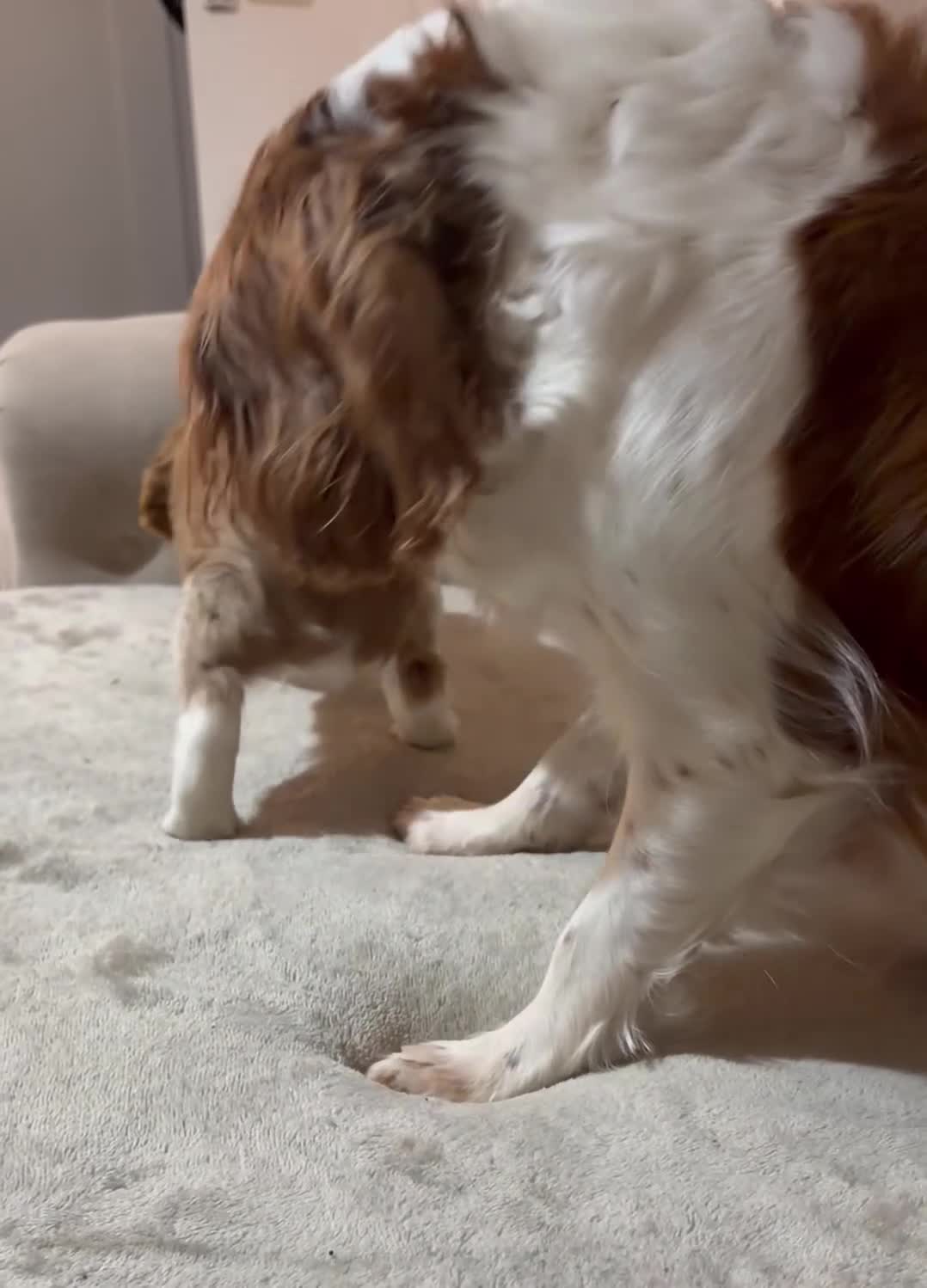 Cavalier King Charles Spaniel dogs for sale: Beautiful Cavalier King Charles Puppies - Video 2