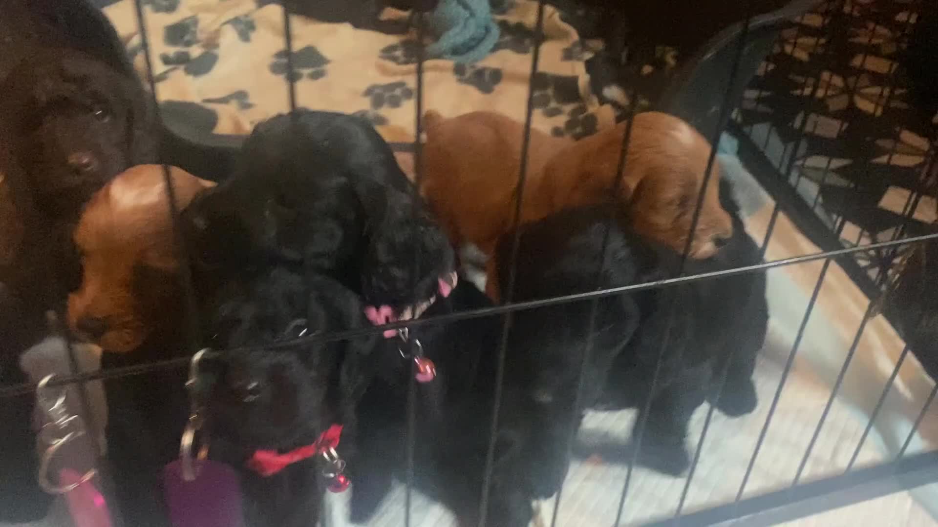 Cockapoo dogs for sale: Beautiful COCKAPOO pups  - Video 2