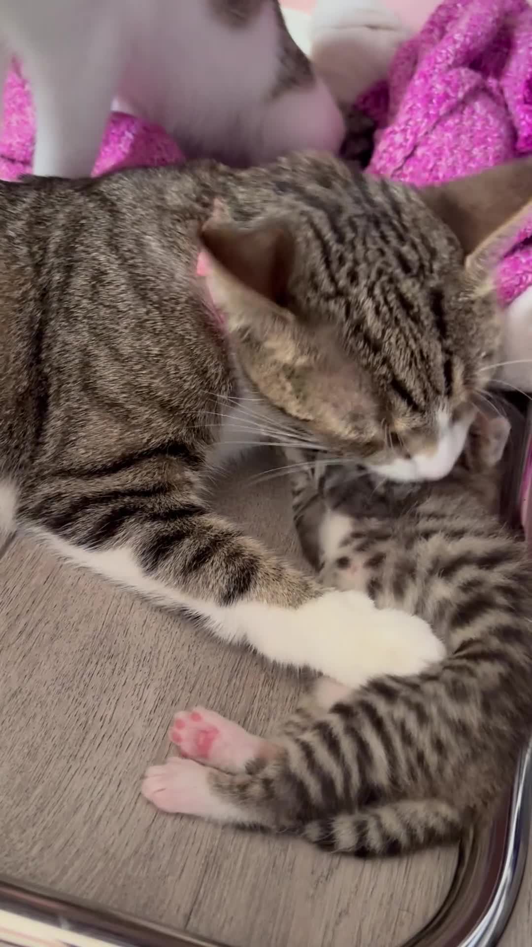 Mixed Breed cats for sale: **BEAUTIFUL FEMALE KITTEN** - Video 2