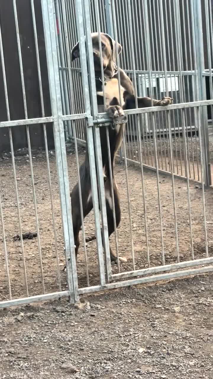 Cane Corso dogs for sale: Exceptional Male Cane Corso – Kano - Video 5