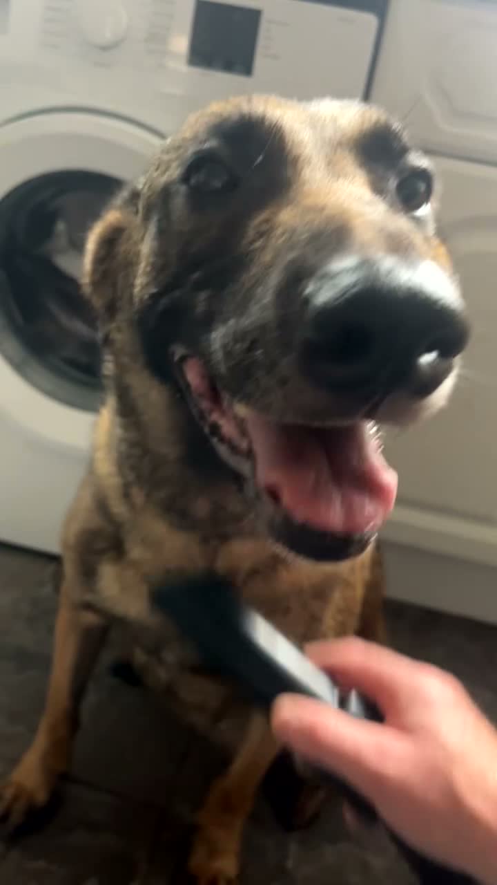 Belgian Shepherd Dog dogs for sale: Belgian Malinois  - Video 1