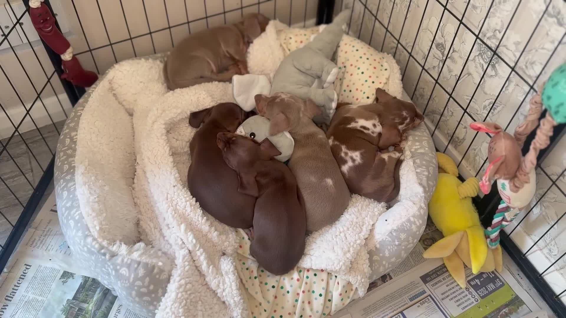 Miniature Dachshund dogs for sale: Outstanding Litter - Video 1