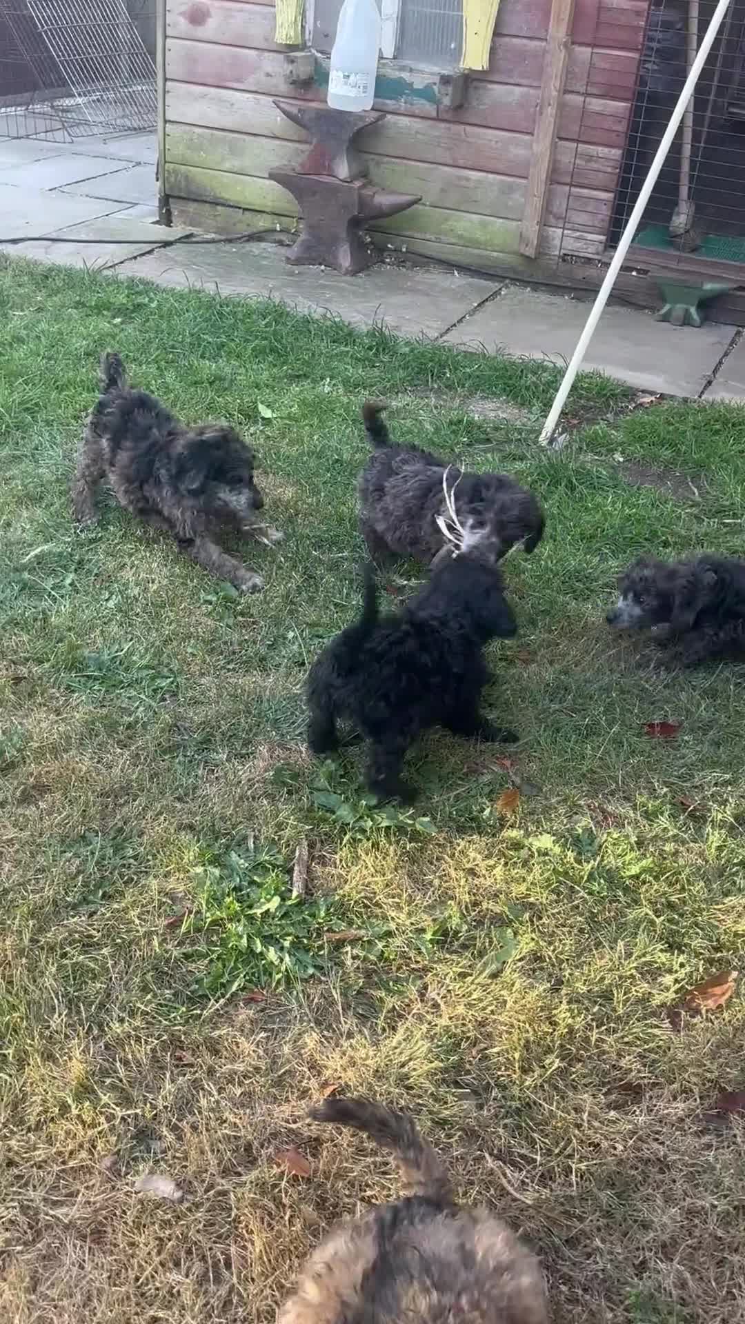 Miniature Poodle dogs for sale: Miniature poodle puppies - Video 1