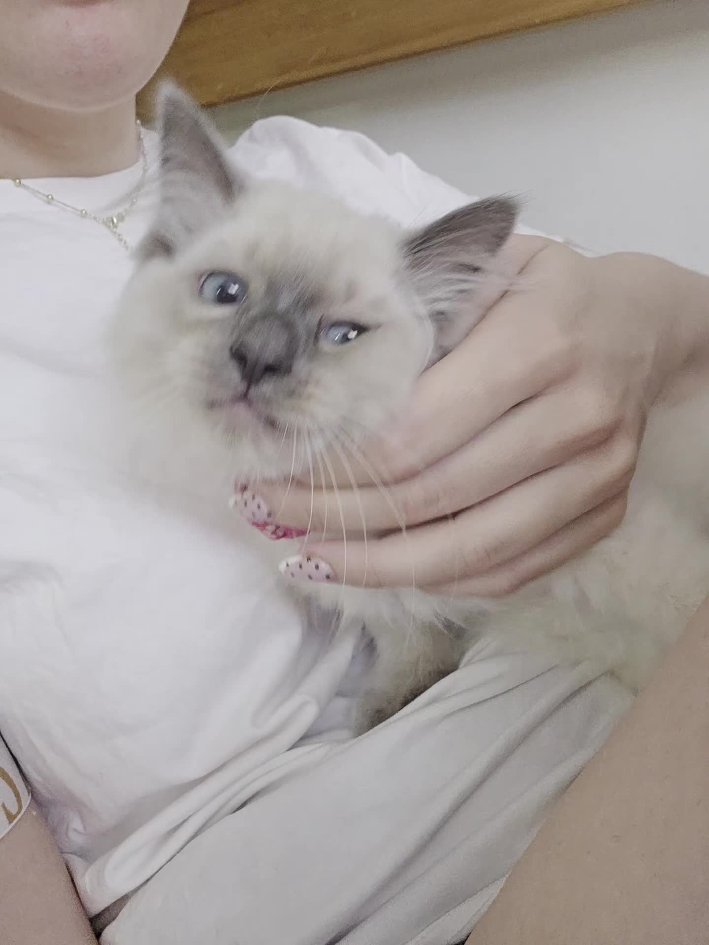 Ragdoll cats for sale: Ragdoll Kittens  - Video 1