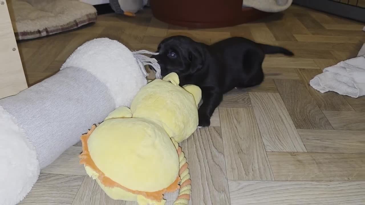 Mixed Breed dogs for sale: Adorable Black Lab Mix, Staff-Lab - Video 2